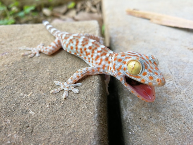 Foto bebê fofo gecko ameaçando se proteger