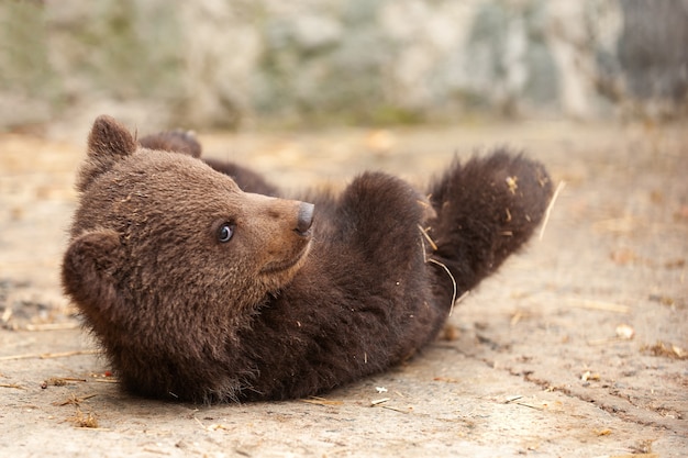 Foto bebê fofo urso-pardo no zoológico. urso deitado no chão no recinto.