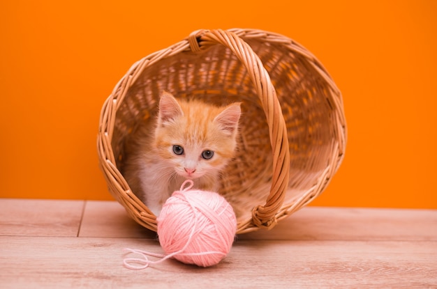 Bebé gatito rojo se sienta en una canasta de mimbre y juega con una bola de lana rosa sobre un fondo naranja