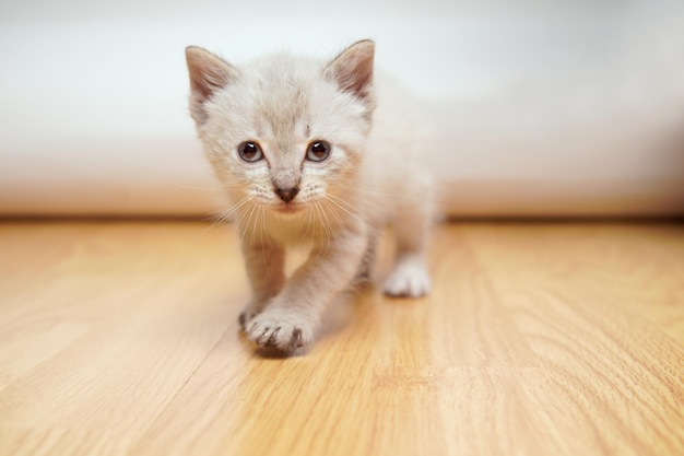 Bebé gato blanco caminando hacia la cámara