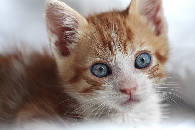 Foto bebé gato naranja y blanco con ojos azules vistos de frente