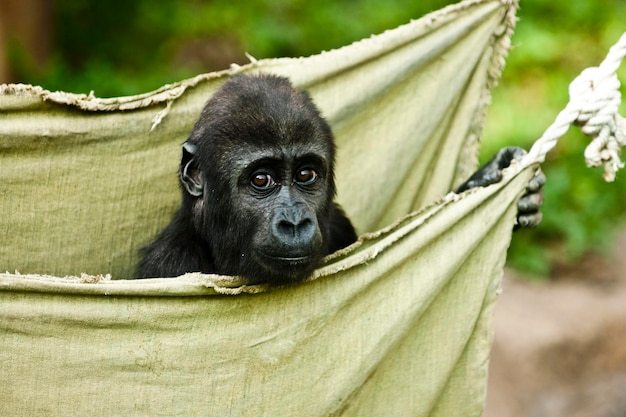 Bebé gorila en la bolsa