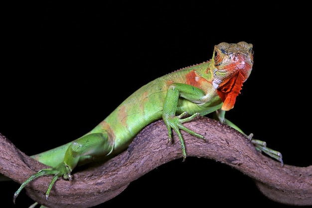 Bebé iguana roja closeup cabeza en madera animal closeup