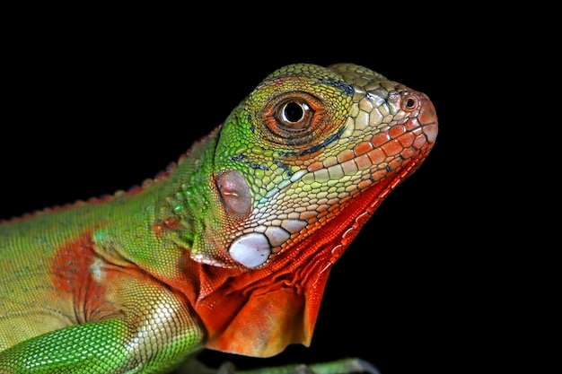 Bebé iguana roja en rama con fondo negro