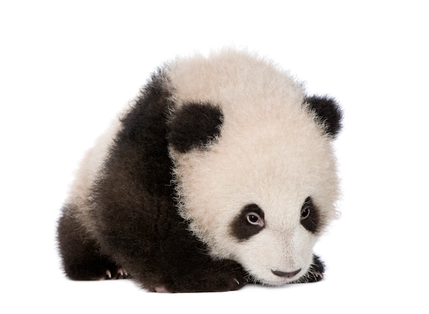 Bebé, joven, Panda gigante, Ailuropoda melanoleuca sobre un blanco aislado