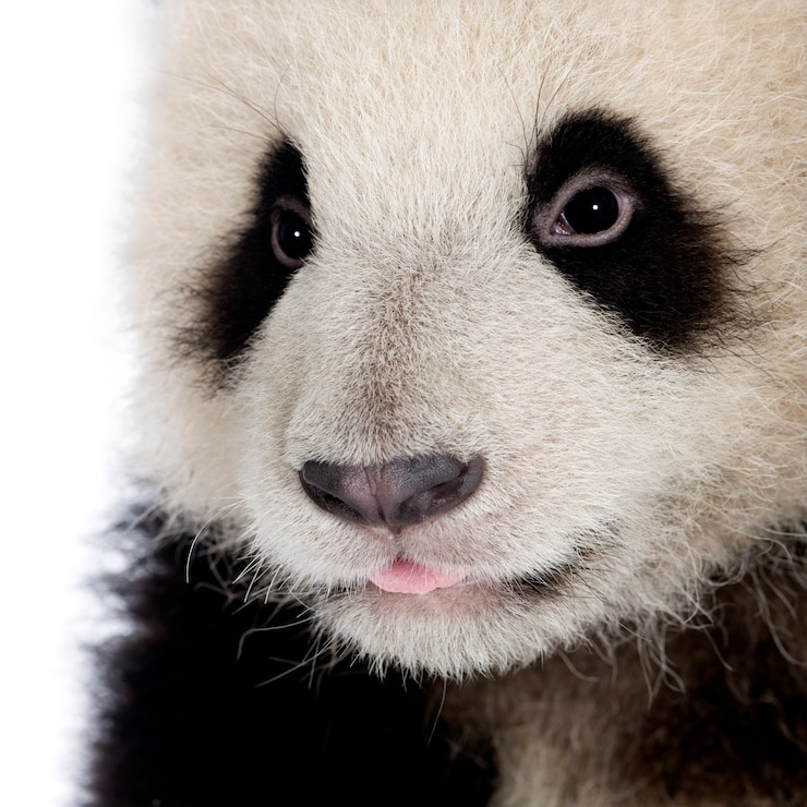 Foto bebé, joven, panda gigante, ailuropoda melanoleuca sobre un blanco aislado