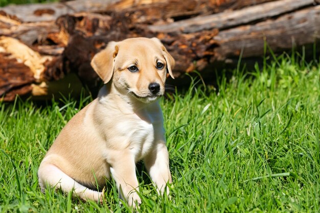 Bebê labrador sentado na grama em um dia ensolarado de verão