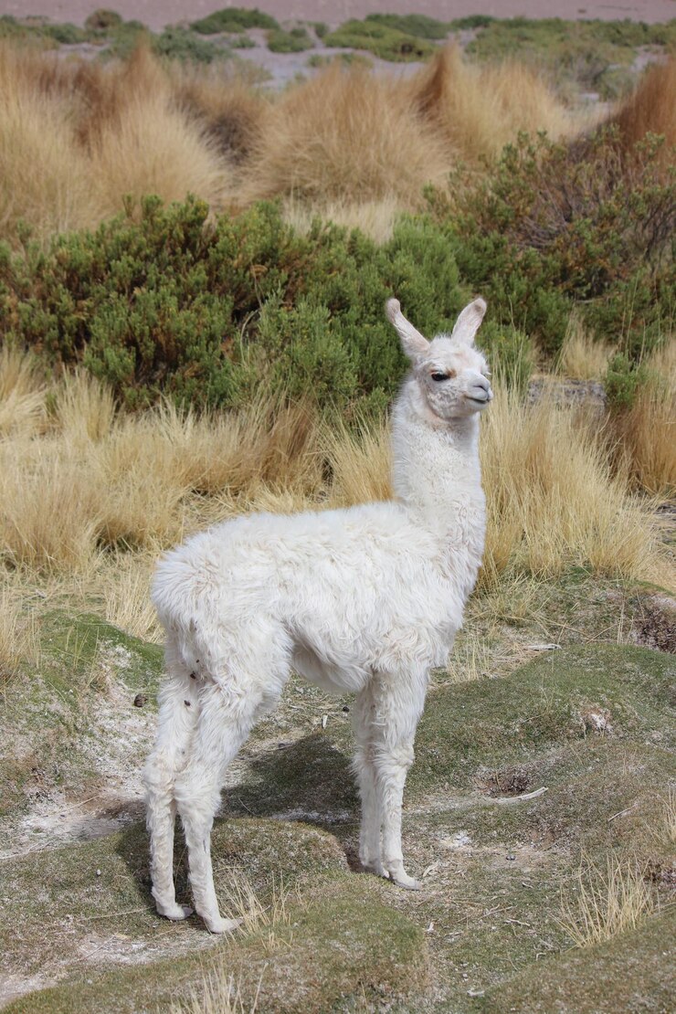 Foto bebê lama de pé em um campo