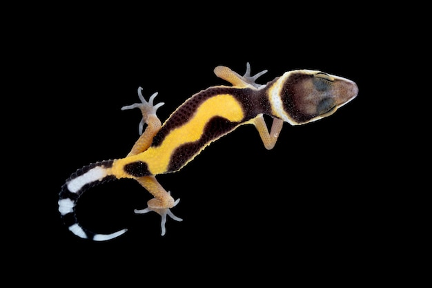 Bebê leaopard gecko closeup em reflexão com fundo preto