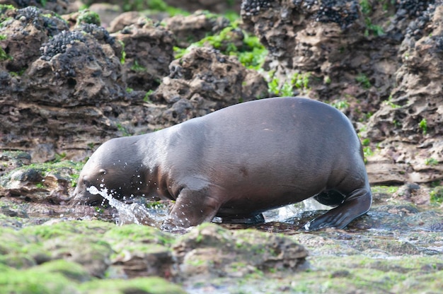 Bebé León Marino Patagonia Argentina