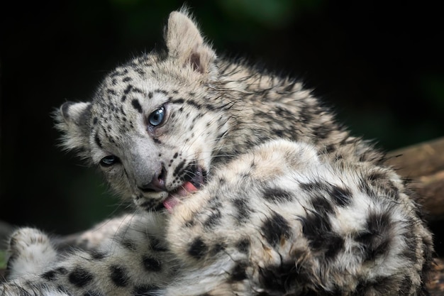 Bebê leopardo da neve Panthera uncia Jovem leopardo da neve lambe sua pele