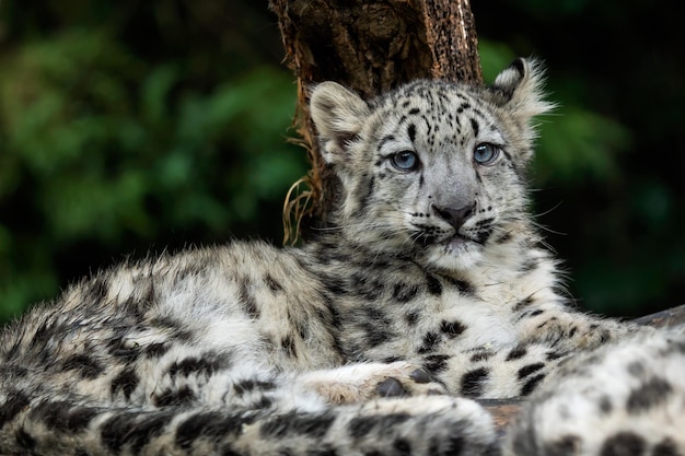 Bebê leopardo da neve Panthera uncia Jovem leopardo da neve