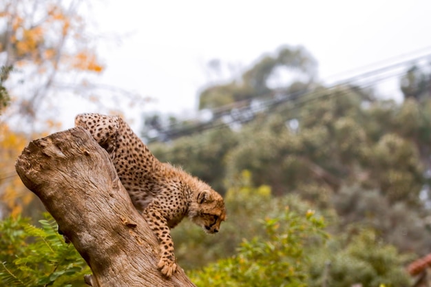Foto bebê leopardo descendo de um tronco