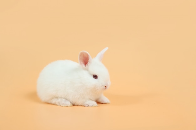 Bebé y lindo conejito blanco