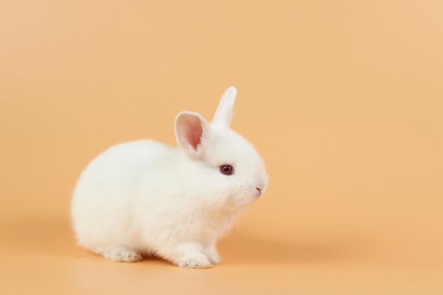 Bebé y lindo conejito blanco