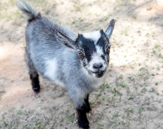 Bebé lindo negro y gris cabra sonriendo