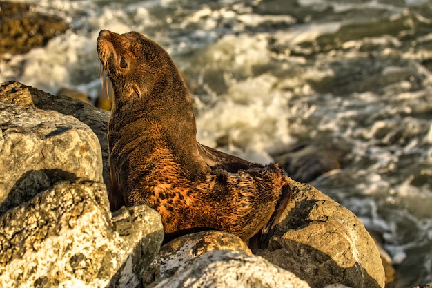 Bebé lobo marino nativo de Nueva Zelanda acaba de despertar de su sueño en las rocas en la costa de Kaikoura