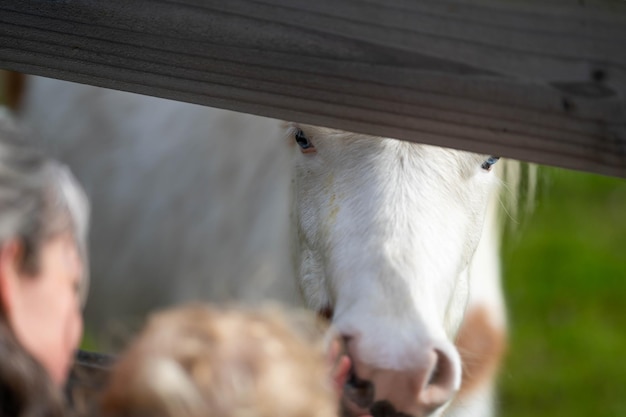 bebê loiro encontrando um cavalo em uma fazenda