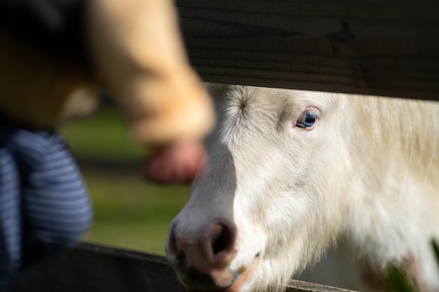 bebê loiro encontrando um cavalo em uma fazenda