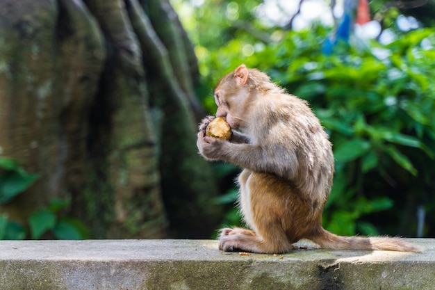 Bebê macaco comendo maçã no templo Swayambhunath ou no templo do macaco em Kathmandu, Nepal. Foto.