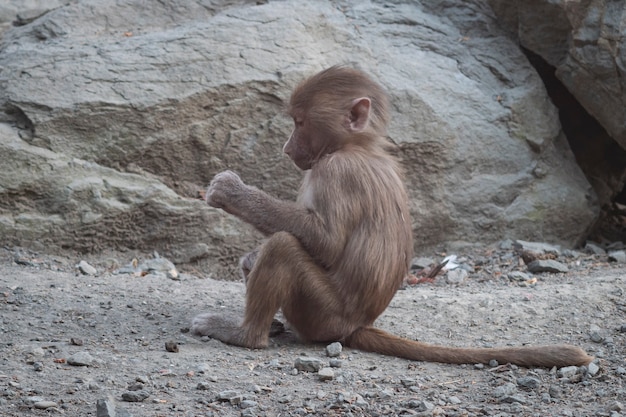 bebê macaco fofo sentado no chão