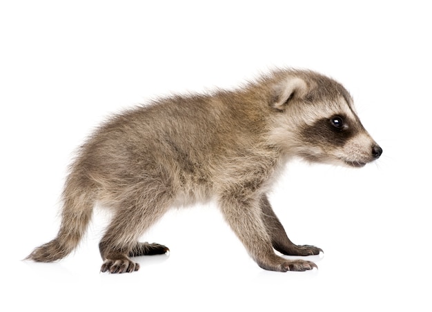 Bebé mapache Procyon lotor en un blanco aislado