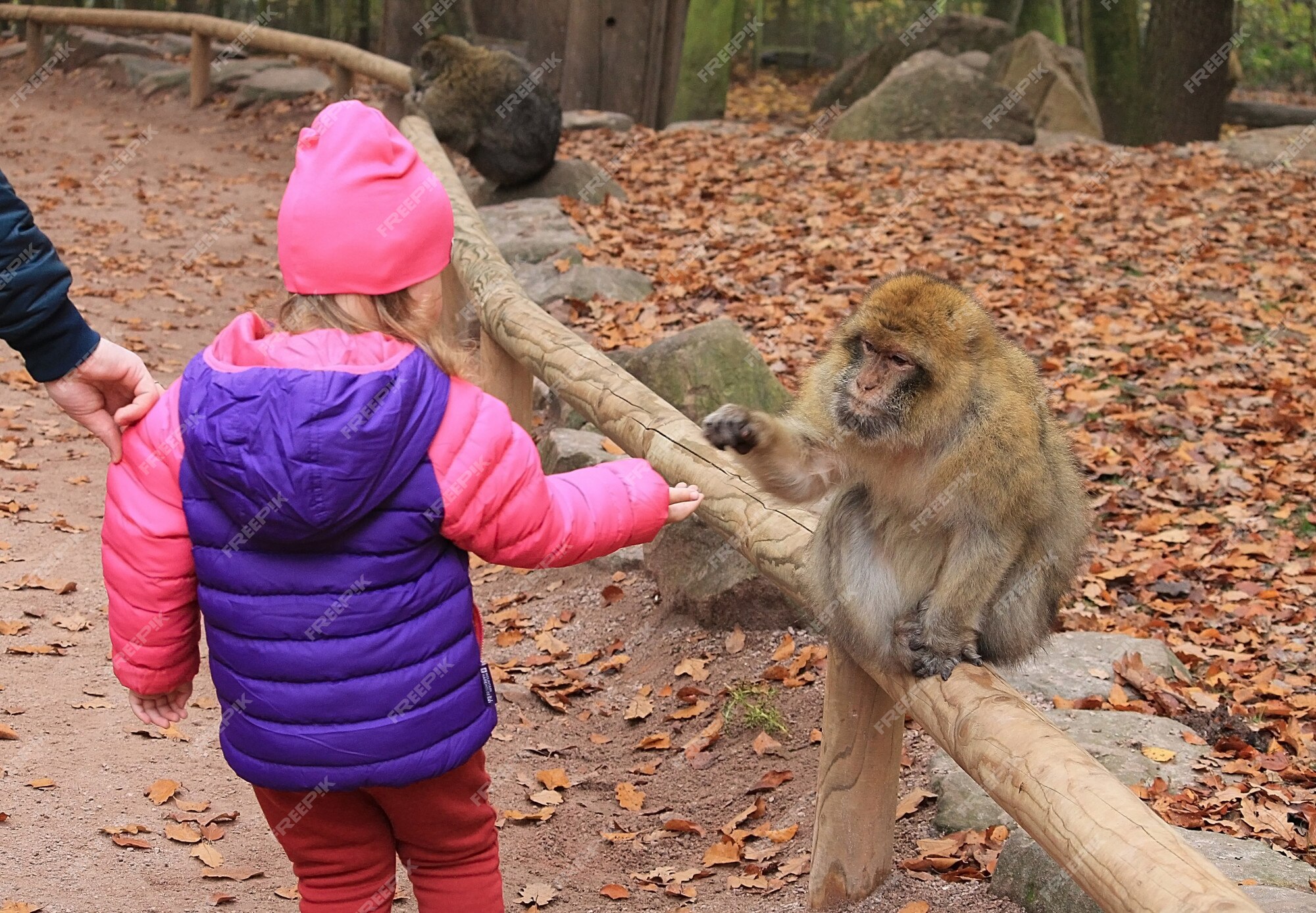 Bebé con un mono alimentando animales. una con una chaqueta color rosa brillante alimenta a un mono en la reserva. | Foto Premium