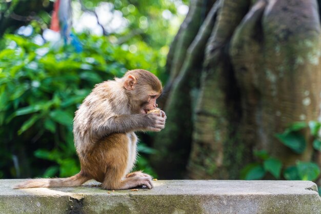 Bebé mono comiendo manzana en el templo de Swayambhunath o templo del mono en Katmandú, Nepal. Foto de stock.