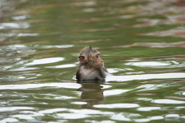 Bebé mono disfrutando bañándose en un pequeño estanque