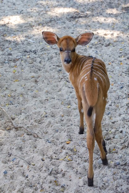 El bebé Nyala se queda en el jardín.