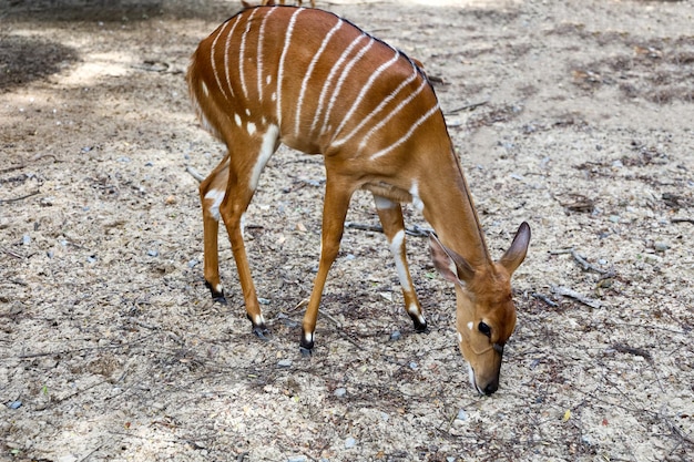 El bebé Nyala se queda en el jardín.