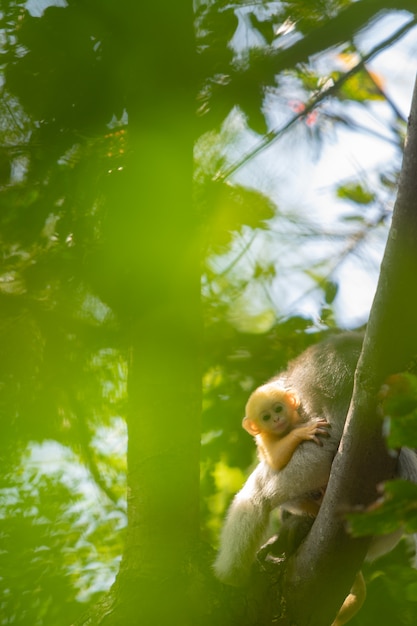 Bebê obscuro do macaco do langur com a mãe na árvore na floresta.