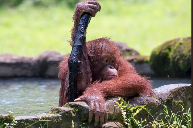 Bebê orangotango em um lago segurando um pedaço de pau