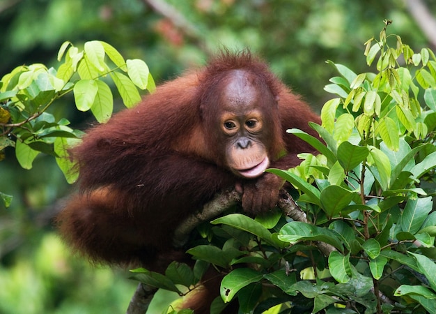 Bebê orangotango na natureza. Indonésia. A ilha de Kalimantan (Bornéu).