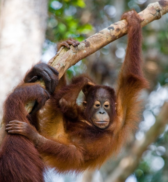 Bebê orangotango na natureza. Indonésia. A ilha de Kalimantan (Bornéu).