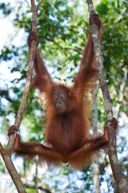 Bebê orangotango na natureza. Indonésia. A ilha de Kalimantan (Bornéu).