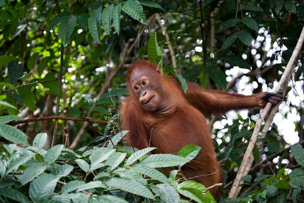 Bebê orangotango na natureza. Indonésia. A ilha de Kalimantan (Bornéu).
