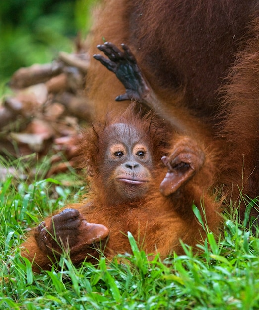 Bebê orangotango na natureza. indonésia. a ilha de kalimantan (bornéu).