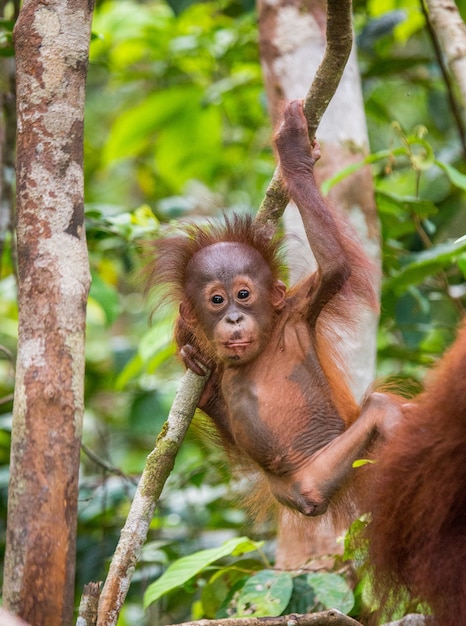 Bebé orangután en estado salvaje. Indonesia. La isla de Kalimantan (Borneo).