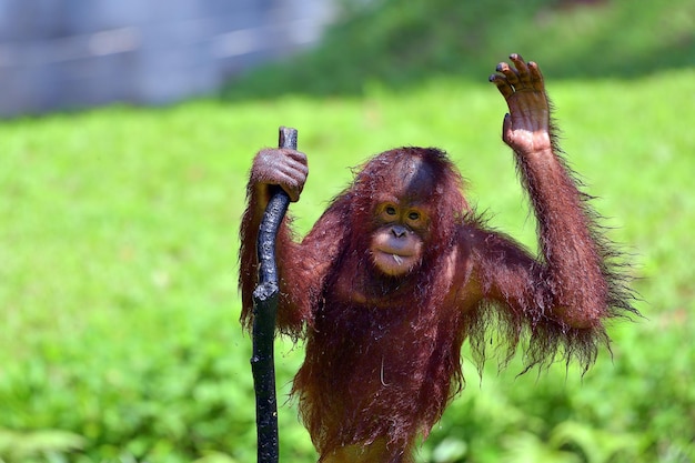 Foto bebé orangután jugando en el agua