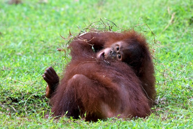 bebé orangután jugando con su hermano