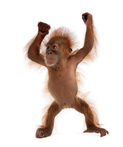 Bebé orangután de Sumatra, de pie