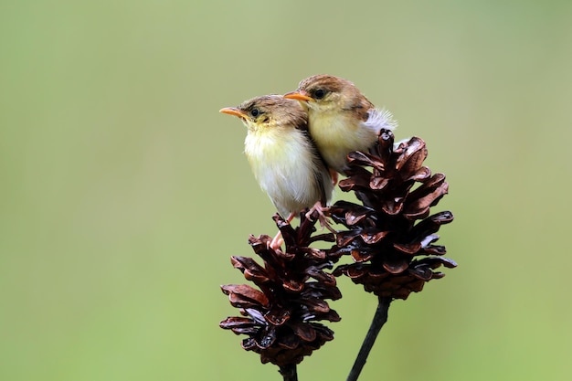 Bebé pájaro Zitting Cisticola esperando comida de su madre