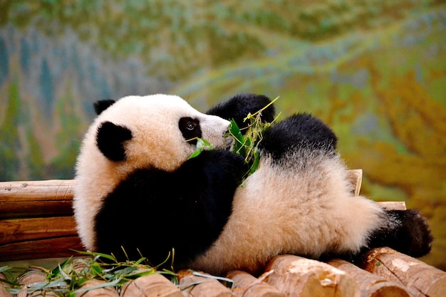 El bebé panda disfrutando de un poco de bambú