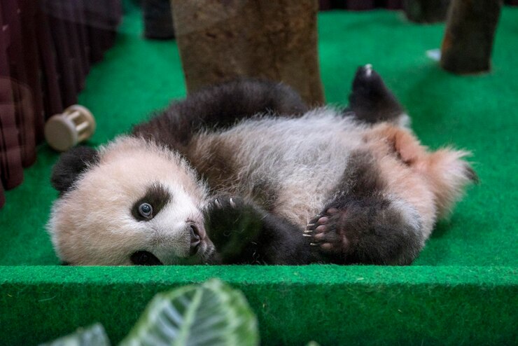 Foto bebê panda nascido no zoológico da malásia