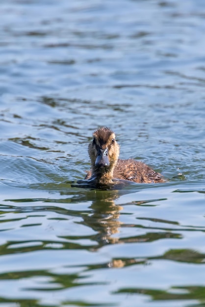 Bebé de pato real sobre la superficie del agua, patitos nadando