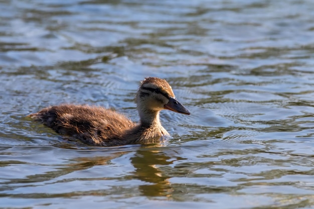 Bebé de pato real sobre la superficie del agua, patitos nadando