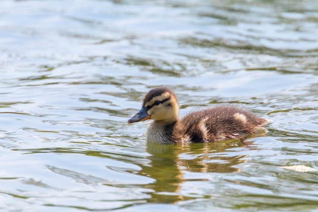 Bebé de pato real sobre la superficie del agua, patitos nadando