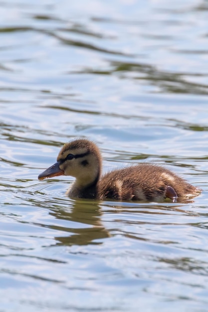 Bebé de pato real sobre la superficie del agua, patitos nadando