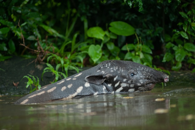 Bebê pequeno despojado da anta ameaçada (Tapirus indicus)